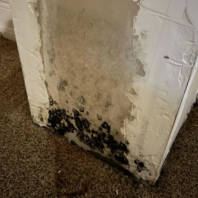 Professional Mold Removal in Oxford, KS